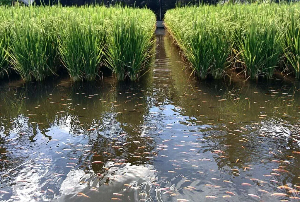 Countertop Hydroponic Garden: 5 Powerful Systems for 2026