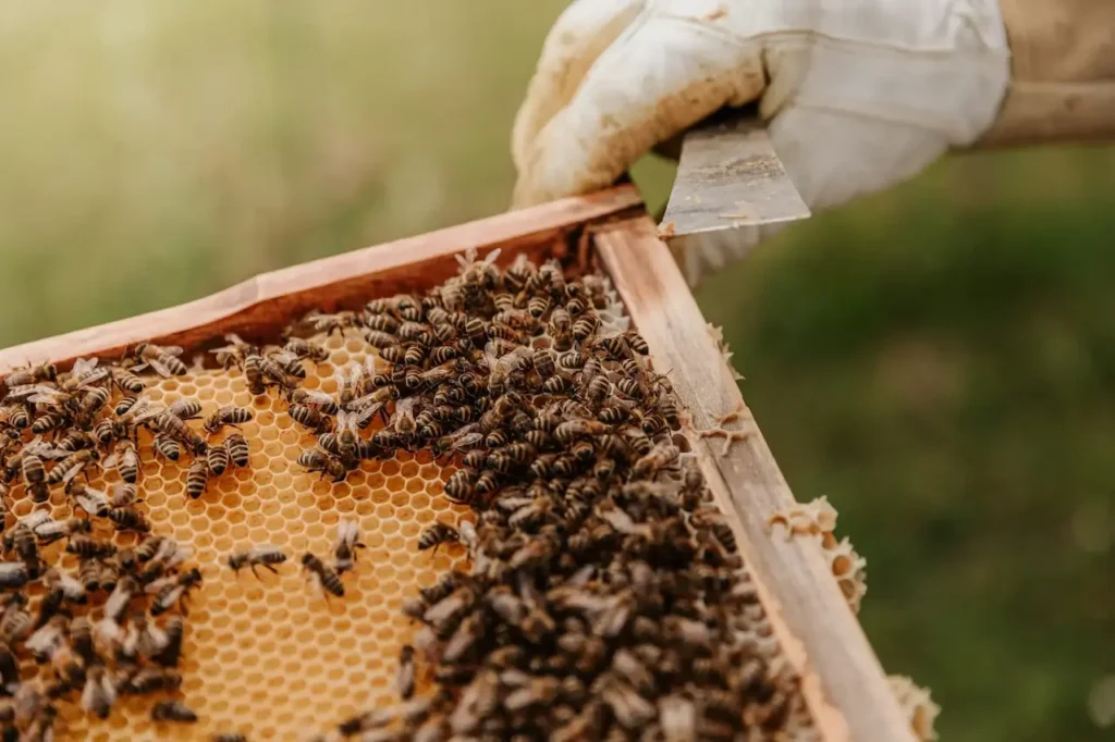 All you need to know about honey farming in India